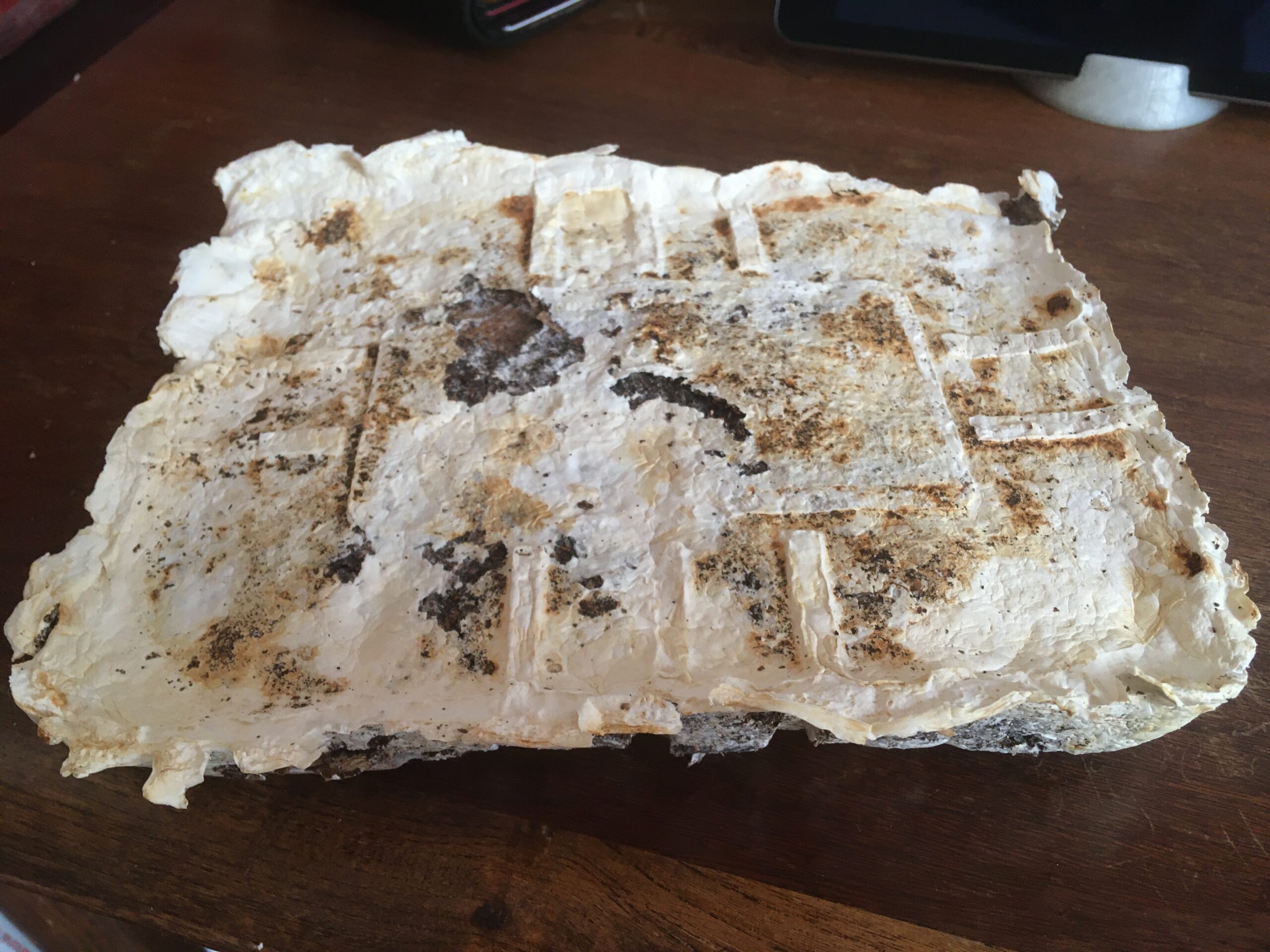 Mycelium casting with used N95 face masks and coffee grounds