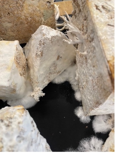 Casting with Depleted Mycelium Blocks